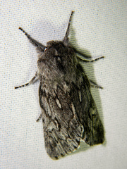 Brachionycha borealis