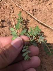 Phyllanthus abnormis