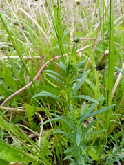 Linaria vulgaris