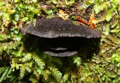 Hymenochaete microcycla