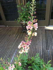 Verbascum × rubiginosum