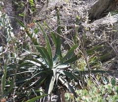 Agave funkiana