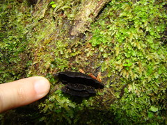 Hymenochaete microcycla