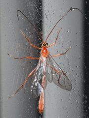 Dicamptus fuscicornis