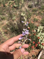 Penstemon buckleyi