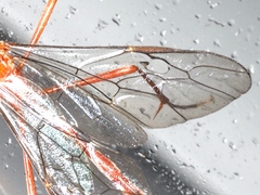 Dicamptus fuscicornis