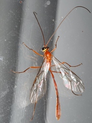 Dicamptus fuscicornis