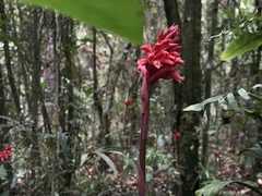 Stenorrhynchos albidomaculatum