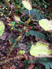 Neolasioptera boehmeriae