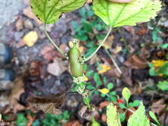 Neolasioptera boehmeriae