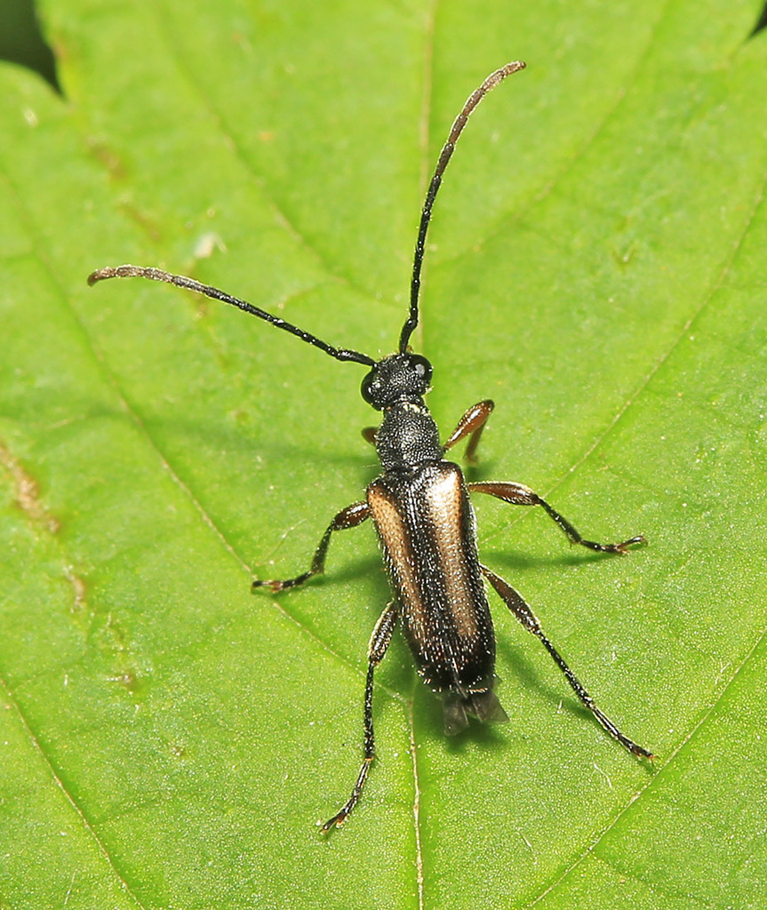 Pseudalosterna elegantula