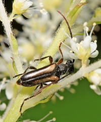 Pseudalosterna elegantula
