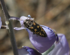 Acmaeodera lupinae