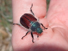 Paracotalpa granicollis