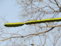 Selenicereus undatus