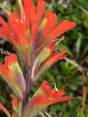 Castilleja hispida