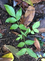 Sambucus gaudichaudiana