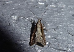 Eudonia steropaea