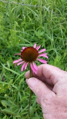 Echinacea atrorubens