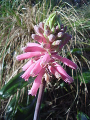 Veltheimia