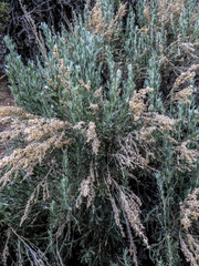 Artemisia tridentata tridentata