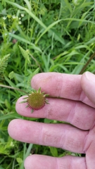 Echinacea atrorubens