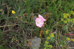 Convolvulus calvertii