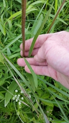 Echinacea atrorubens