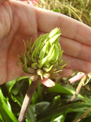 Veltheimia