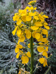 Erysimum perenne