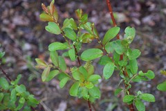 Salix pseudomonticola