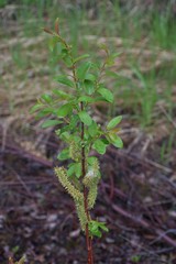 Salix pseudomonticola