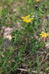 Coronilla coronata