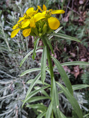 Erysimum perenne