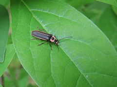 Podabrus brevicollis