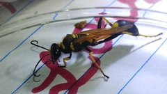 Sceliphron caementarium