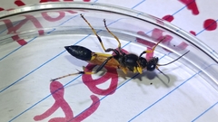 Sceliphron caementarium