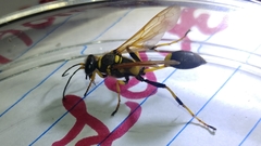 Sceliphron caementarium