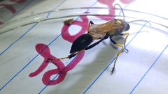 Sceliphron caementarium