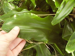 Veltheimia