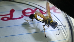 Sceliphron caementarium