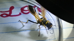 Sceliphron caementarium