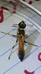 Sceliphron caementarium