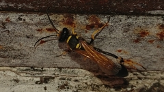 Sceliphron caementarium