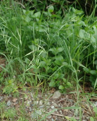 Festuca microstachys pauciflora