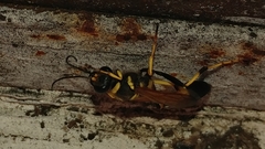 Sceliphron caementarium