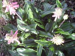 Veltheimia