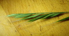 Festuca microstachys pauciflora