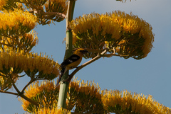 Pheucticus chrysopeplus