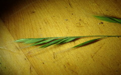 Festuca microstachys pauciflora